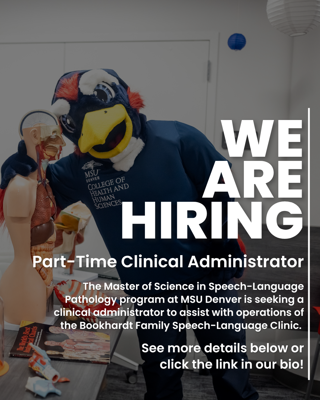 Hiring announcement for a Part-Time Clinical Administrator at MSU Denver's Bookhardt Family Speech-Language Clinic, featuring the university mascot next to an anatomical model.