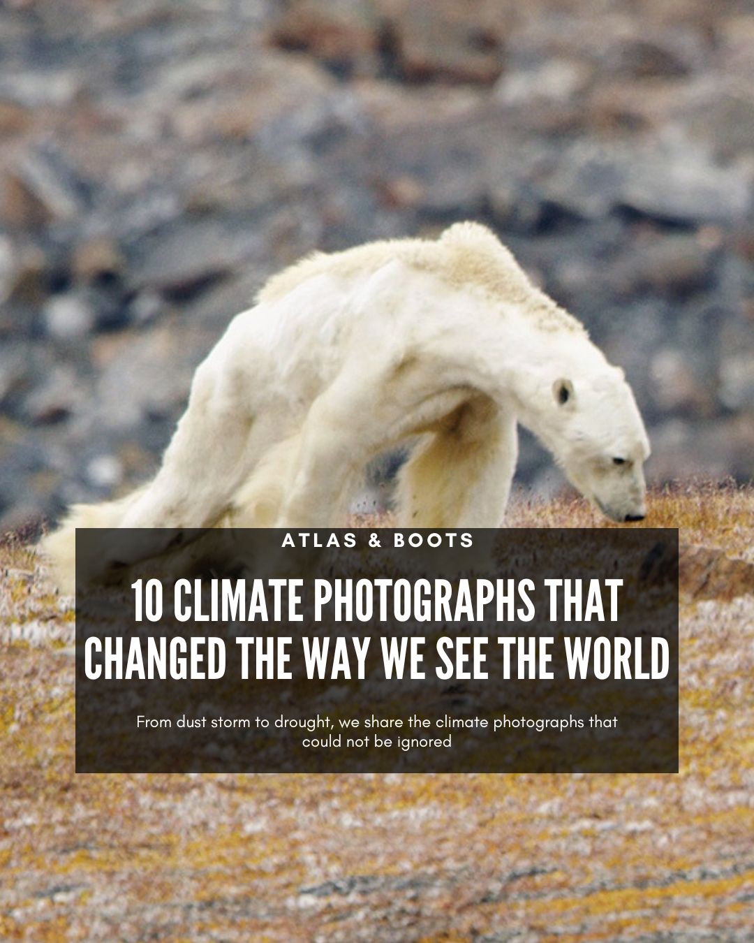 An emaciated polar bear on Baffin Island, Canada
