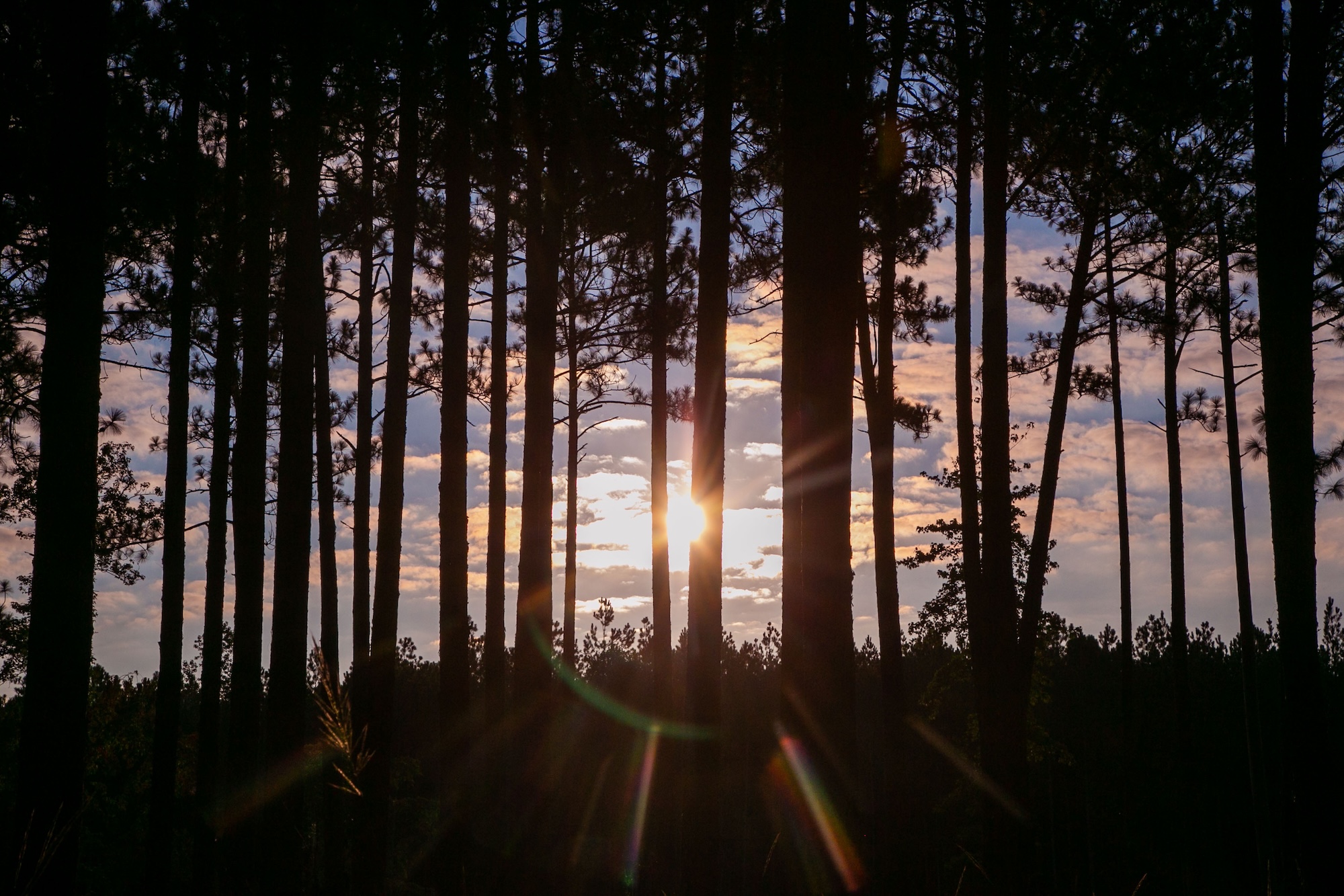 Sunlight filters through tall pine trees at sunset, casting long shadows and a warm glow across the sky.