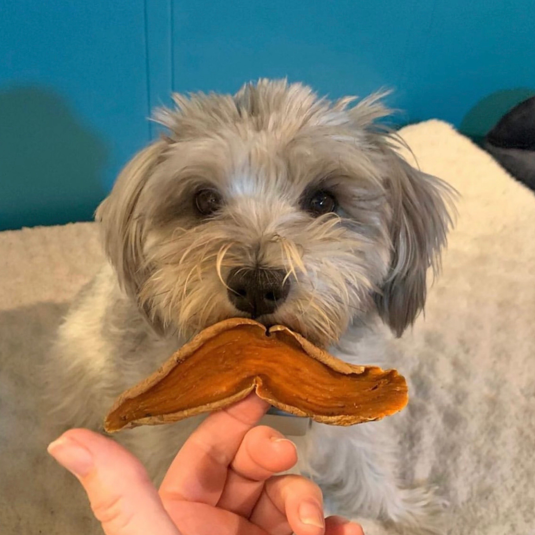 Sweet Potato Chews