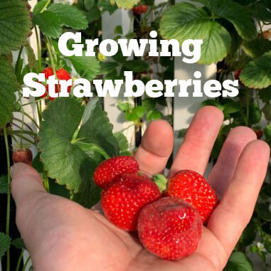 growing hydroponic strawberries