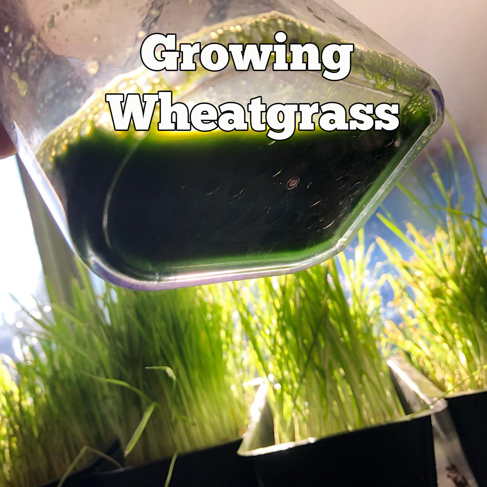 growing wheatgrass