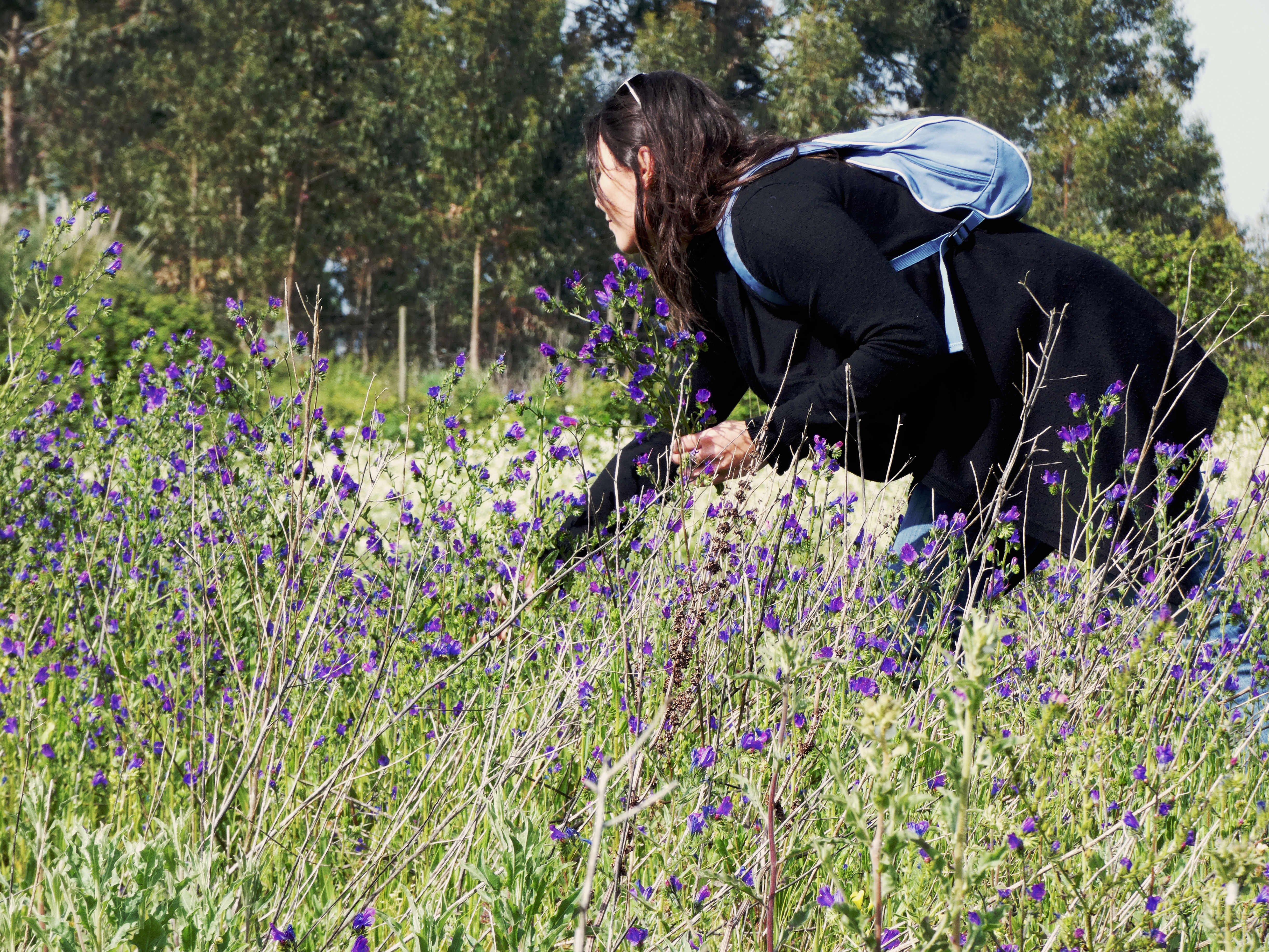 flowerfield pickingflowers aveiro unusualsight luisrocha-musician