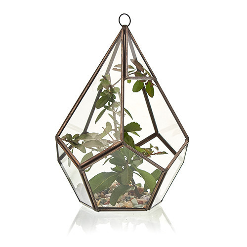 TERRÁRIOS DE VIDRO