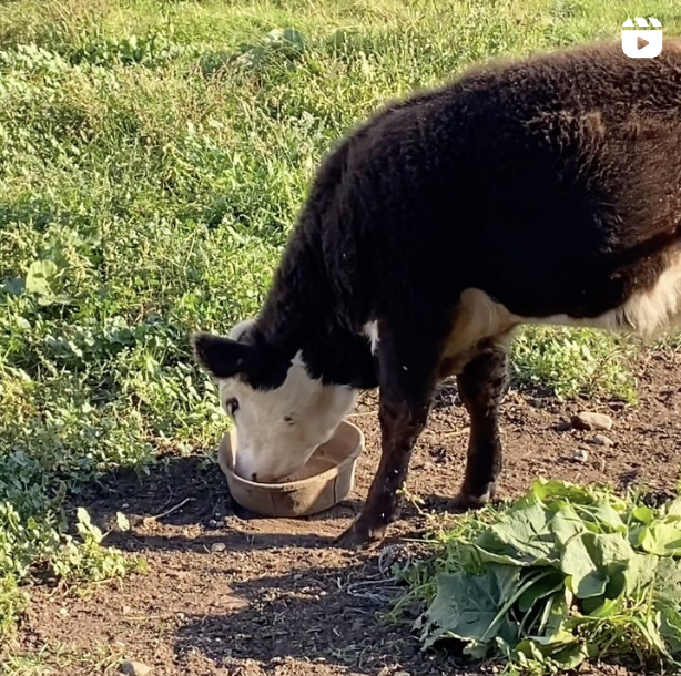 21 Roots Farm