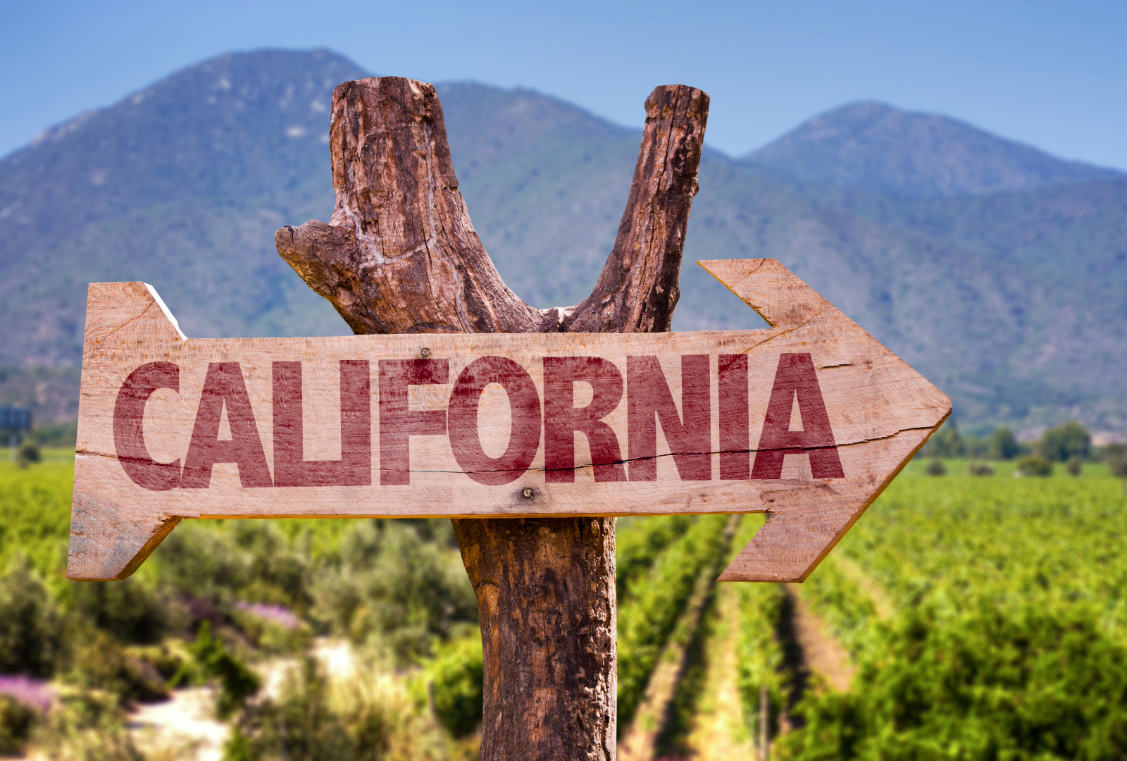 A blog about exploring the wine regions of California