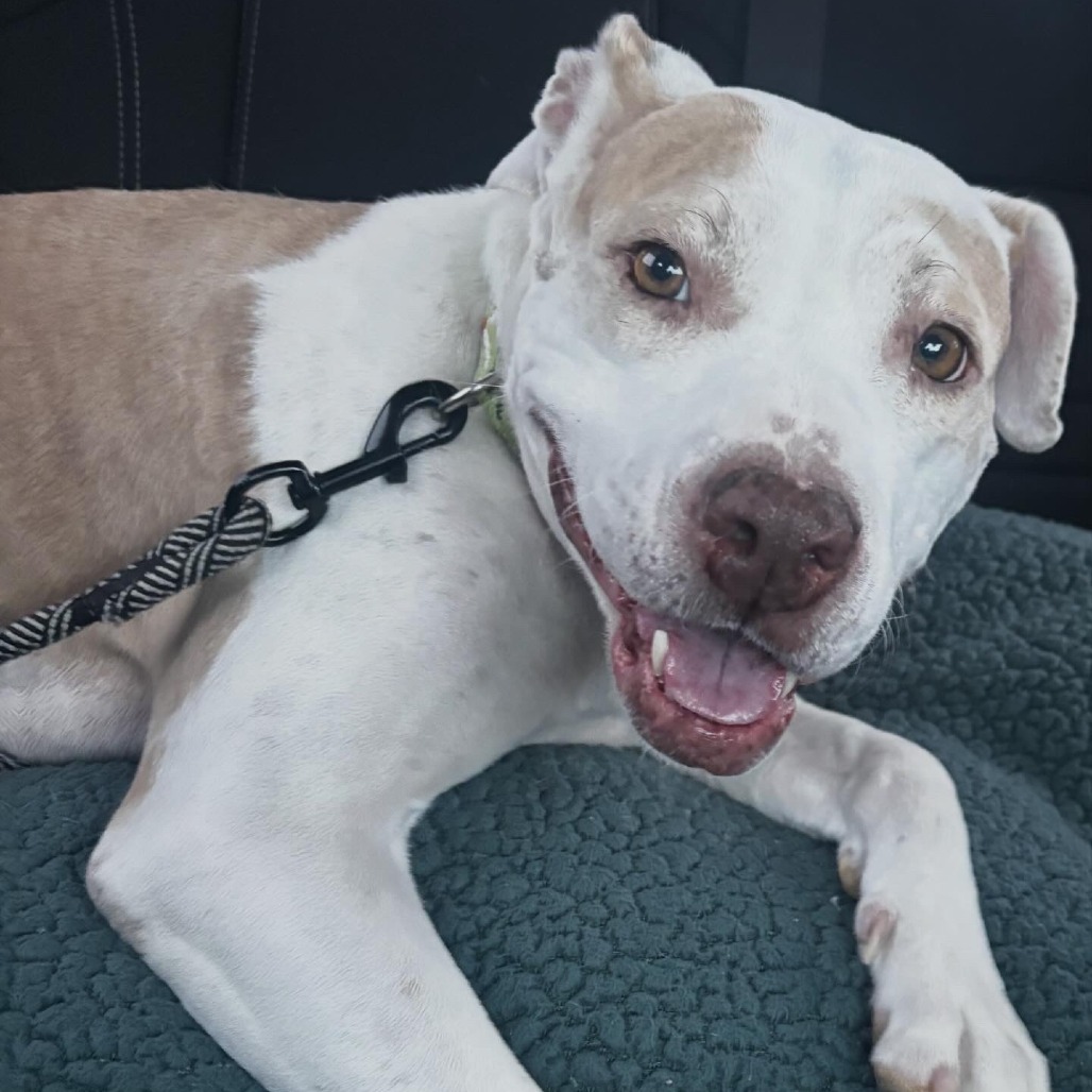 Hazel is available for adoption!