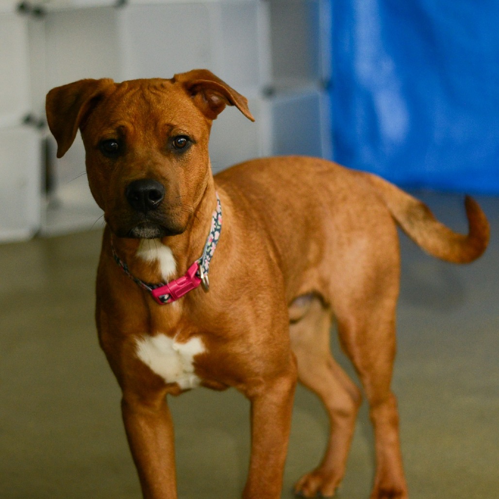 Han is available for adoption!