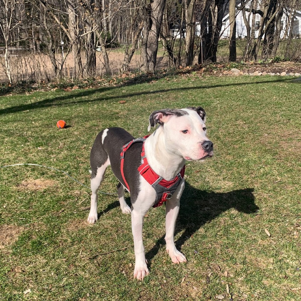 Champion is available for adoption!