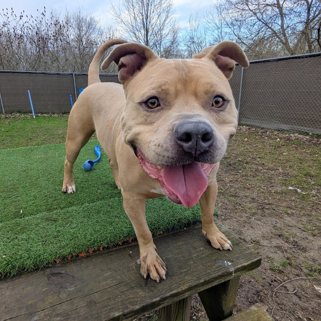 Mayor McCheese is available for adoption!