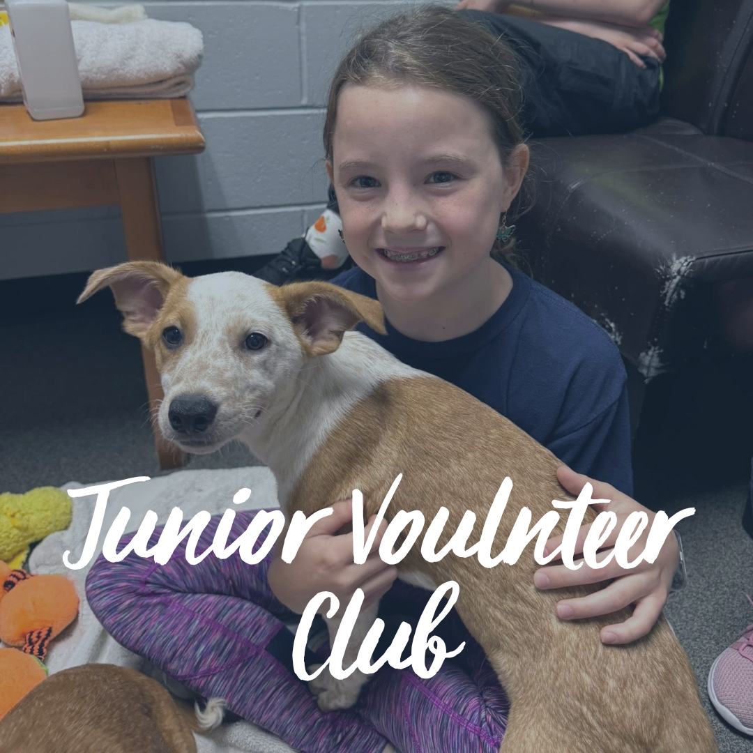 https://form.jotform.com/HSWM/junior-volunteer-club