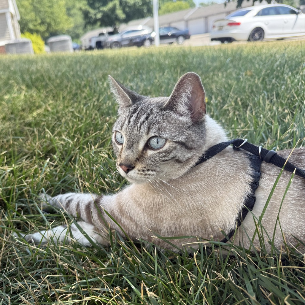 Ghost is available for Adoption!