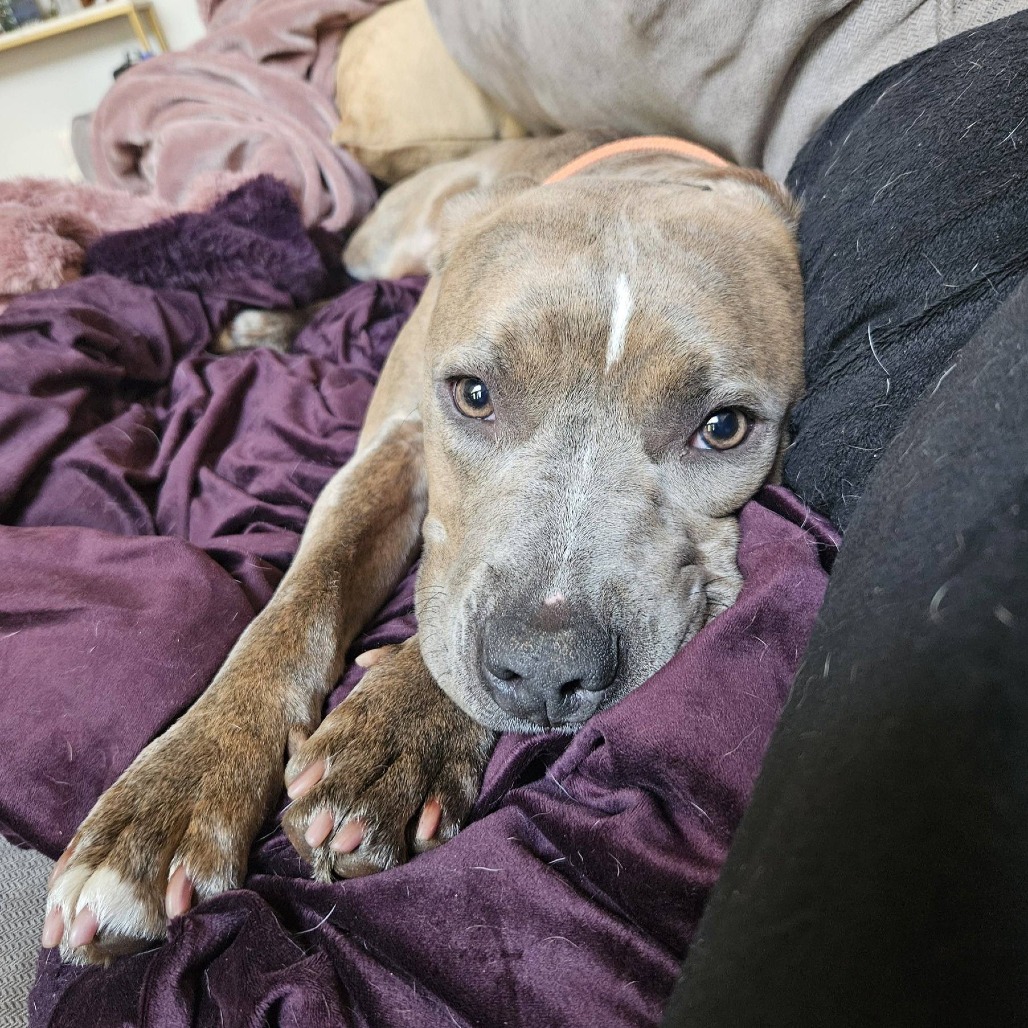 Grant is available for adoption!