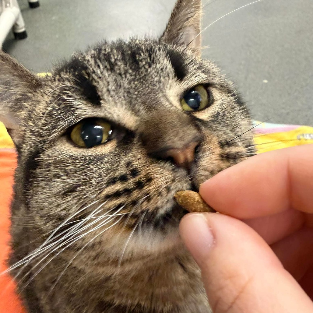Charlie Lemon is available for adoption!