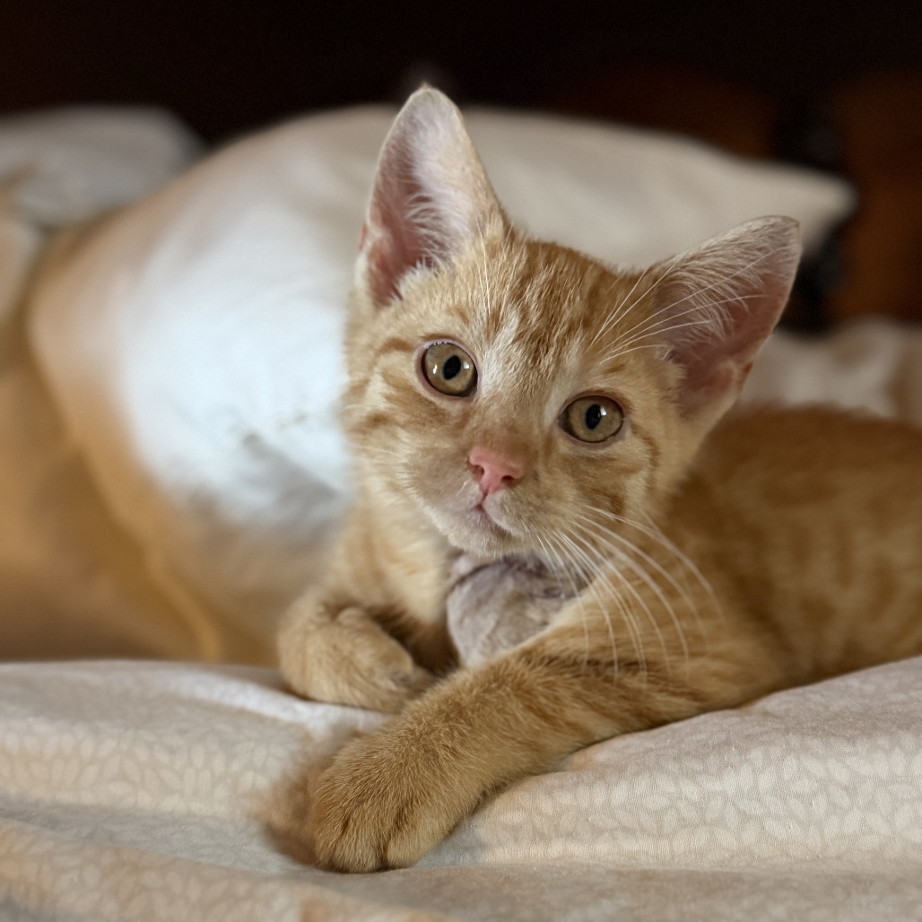 Cheddar Bob is available for adoption!
