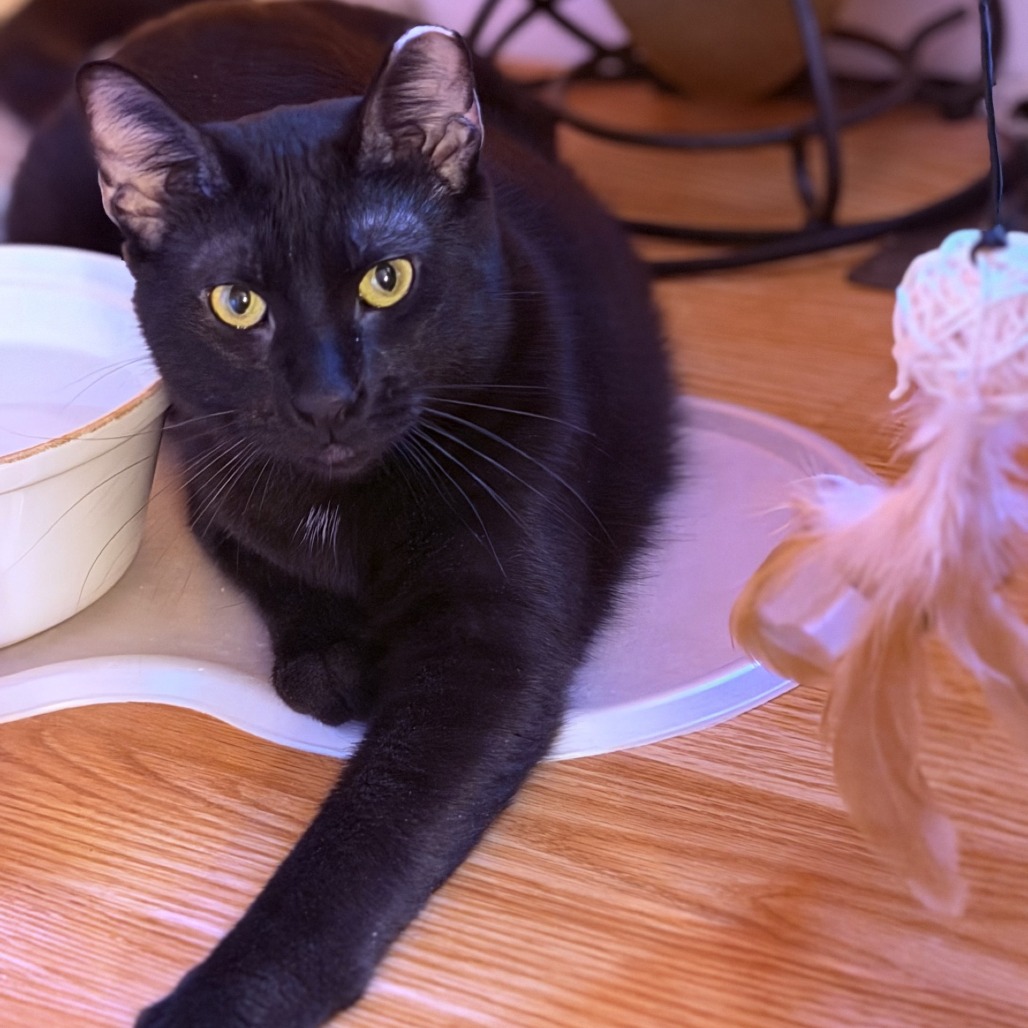 Shy Guy is available for adoption!