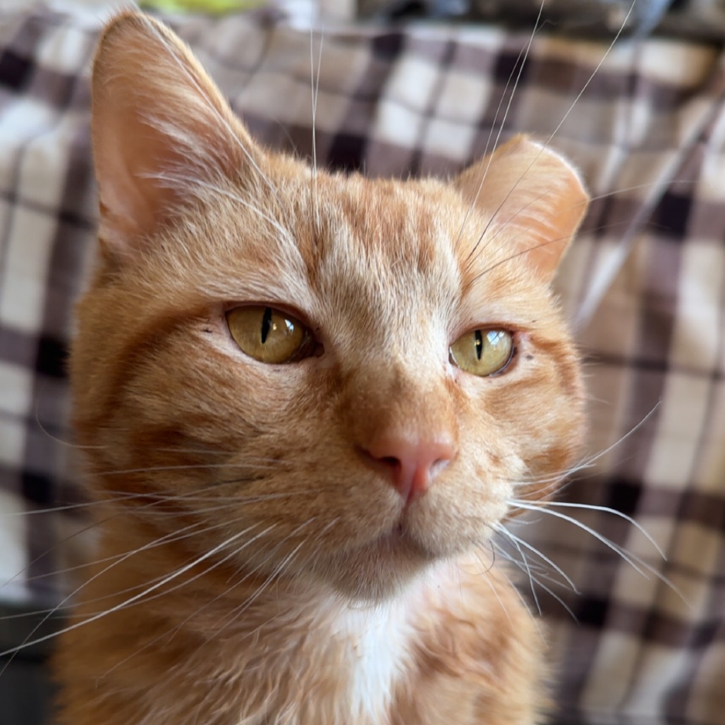Kliff is available for adoption!